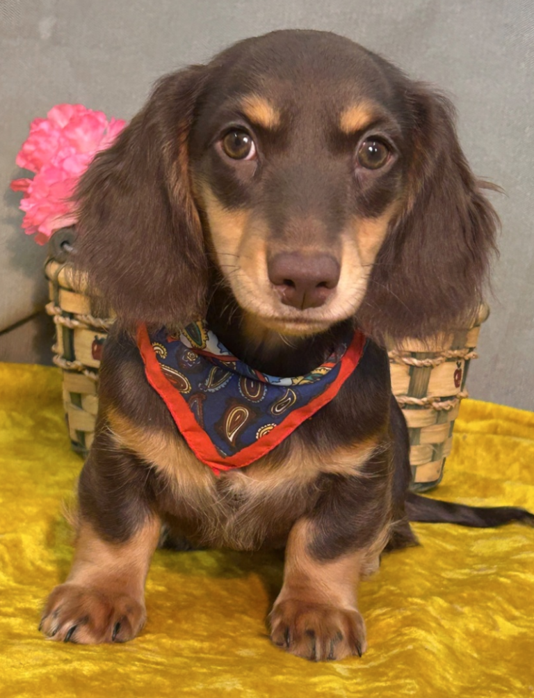 Dachshund